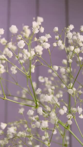Białe Małe Kwiaty Cygańskiej Bliskości Jasnym Tle Koncepcja Kwitnienia Wiosna — Wideo stockowe