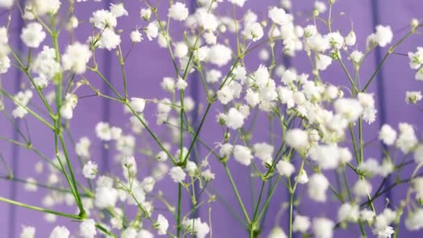 Vita Små Blommor Zigenare Närbild Ljus Bakgrund Begreppet Blomning Vår — Stockvideo