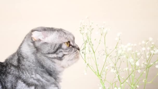 一只苏格兰灰猫咬着 吃着吉普赛花的小花 可爱有趣的宠物 — 图库视频影像