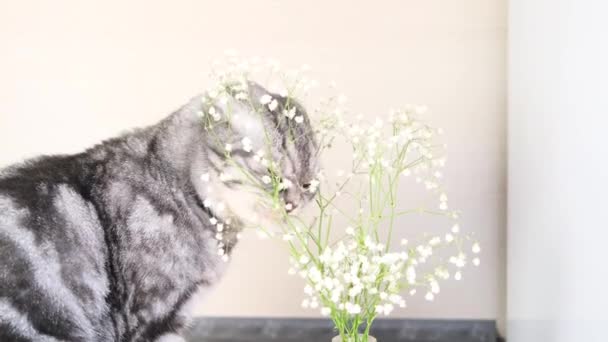 Šedá Skotská Kočka Hlodá Malé Květiny Gypsophily Roztomilý Legrační Mazlíček — Stock video