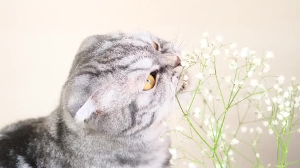 Eine Graue Scottish Fold Katze Nagt Frisst Kleine Blüten Der — Stockvideo