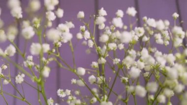 Açık mor arka planda, çingenenin küçük beyaz çiçekleri. Açma konsepti, bahar..