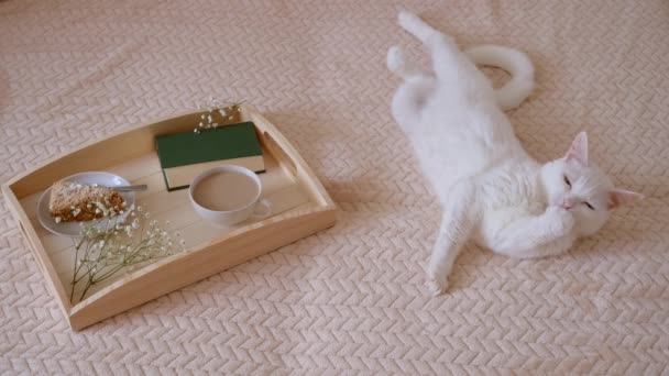 木制盘子 上面有咖啡 书和白色的小花 铺在轻薄的毛毯上 附近躺着一只白猫 早上舒适的概念 — 图库视频影像