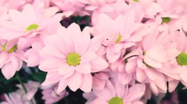 Çiçekçi dükkanında taze pembe kasımpatılar. Çiçek seçme ve satın alma kavramı, bir hediye, bir tatil.