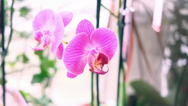 Rózsaszín Orchidea Virágok Közelednek Egy Virágüzletben Virágválasztás Vásárlás Koncepciója Ajándék — Stock videók