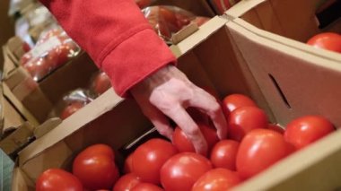 Bir kadının eli marketteki domates kutusundan olgun kırmızı domatesleri alır. Mağazada ürün seçip satın alma kavramı, satışlar.
