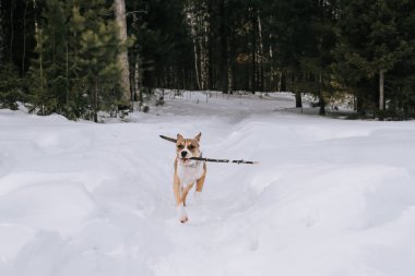 Bir Amerikan Staffordshire Terrier köpeği kış ormanlarında etkin bir şekilde yürüyor. Ormanda evcil hayvanlarla yürüme fikri..