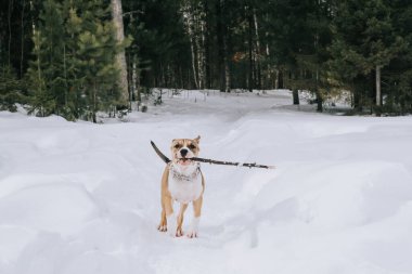 Bir Amerikan Staffordshire Terrier köpeği kış ormanlarında etkin bir şekilde yürüyor. Ormanda evcil hayvanlarla yürüme fikri..