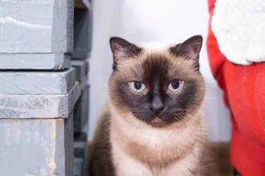 Mavi gözlü şirin bir siyam kedisinin portresi. Yakın plan. Hayvan konsepti.