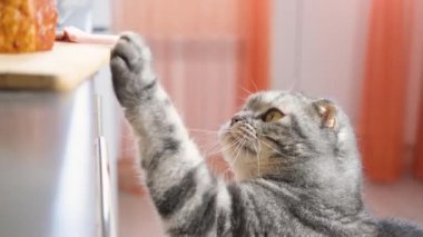 Komik gri İskoç kedisi mutfak masasından bir parça jambon çalmaya çalışıyor. Kedi yaramazlığı konsepti, hayvanat bahçesi psikolojisi. Mizah videosu 4k 