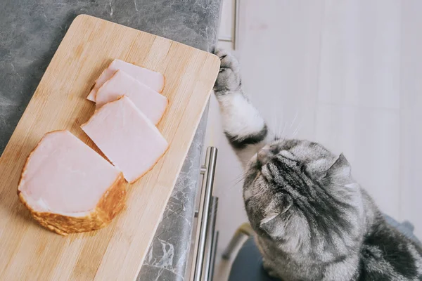 Komik gri İskoç kedisi mutfak masasından bir parça jambon çalmaya çalışıyor. Kedi yaramazlığı konsepti, hayvanat bahçesi psikolojisi.. 