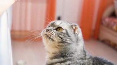 Komik gri İskoç kedisi mutfak masasından bir parça jambon çalmaya çalışıyor. Kedi yaramazlığı konsepti, hayvanat bahçesi psikolojisi. Mizah videosu 4k 