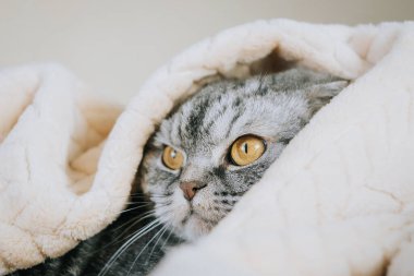 The gray scottish fold cat gray in a black strip with yellow eyes lies on a bed. Concept stay home morning. Cute funny cat.	