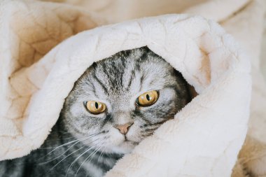 The gray scottish fold cat gray in a black strip with yellow eyes lies on a bed. Concept stay home morning. Cute funny cat.	