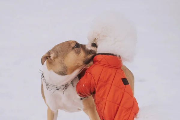 American Staffordshire Terrier Cachorro Perro Bichon Frize Mono Rojo Caminar — Foto de Stock