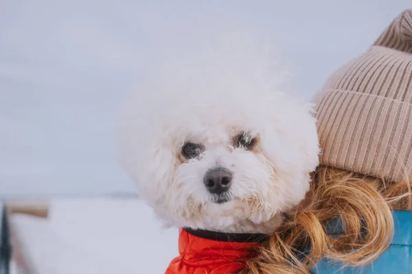 Bichon Frize Hund Röd Overall Går Vintern Närbild Porträtt Händerna — Stockfoto