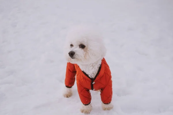 Bichon Frize Hund Röd Overall Går Vintern Närbild Porträtt Sällskapsdjur — Stockfoto