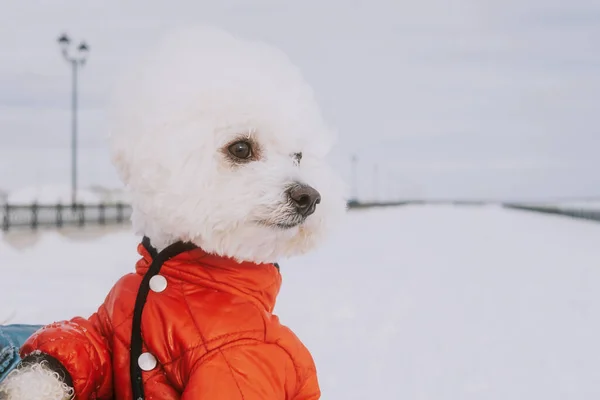 冬日里 一只身穿红色连衣裙的比雄弗里斯犬在散步 特写肖像 宠物行走的概念 — 图库照片