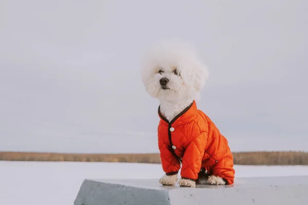 Perro Bichon Frize Mono Rojo Camina Invierno Retrato Cerca Mascota —  Fotos de Stock