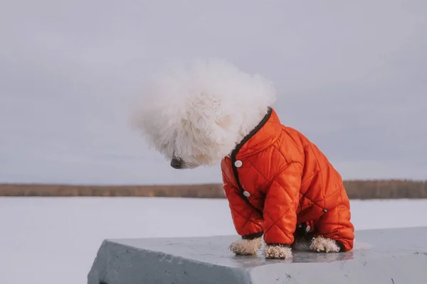 Bichon Frize Hund Röd Overall Går Vintern Närbild Porträtt Sällskapsdjur — Stockfoto