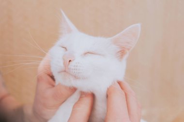 İnsan elleri beyaz bir kedinin yüzünü yakından okşuyor. Evcil hayvanlara duyulan sevgi, kedinin insana olan güveni..