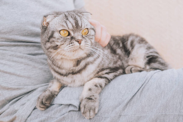 Man holding gray scottish fold cat in his arms. The concept of love for pets, friendship between humans and animals.