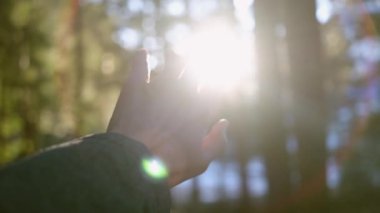 Ormanın arka planına ve batan güneşe el atın. Güneş ışınları parmaklarının arasından güzel bir şekilde parlıyor. Doğa ve insan kavramı..