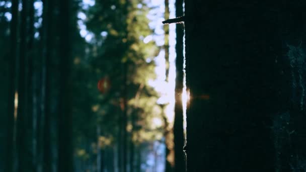 Słońce Świeci Między Drzewami Lesie Koncepcja Środowiska Przyroda — Wideo stockowe