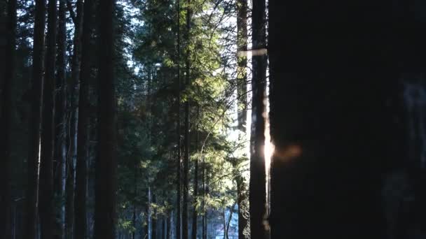 Сонце Світить Крізь Дерева Лісі Концепція Навколишнього Середовища Природа — стокове відео