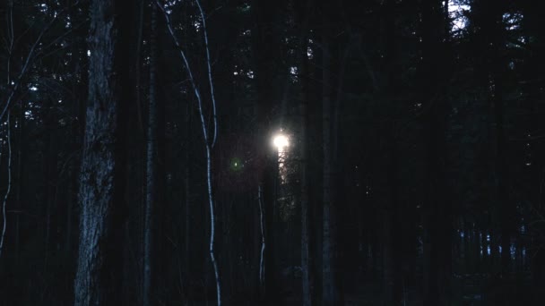 阳光透过森林中的树木照耀着 自然的概念 — 图库视频影像