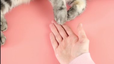 Gri çizgili kedi pençesi ve pembe arka planda insan eli. Evcil hayvanı olan bir adamın arkadaşlığı, hayvanlarla ilgilenmesi. Minimalizm, en üstte beslenme, metin için yer.