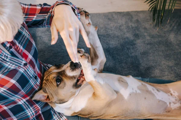 American Staffordshire Terrier Cachorro Mujer Sientan Suelo Habitación Concepto Mantener —  Fotos de Stock