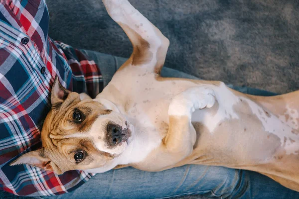 American Staffordshire Terrier Valp Och Kvinna Sitter Golvet Rummet Begreppet — Stockfoto