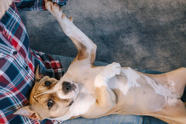 American Staffordshire Terrier Valp Och Kvinna Sitter Golvet Rummet Begreppet — Stockfoto