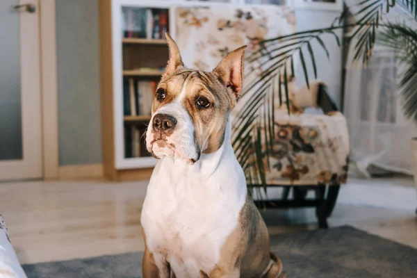 Cachorro Americano Staffordshire Terrier Casa Retrato Cerca Concepto Mantener Perros —  Fotos de Stock