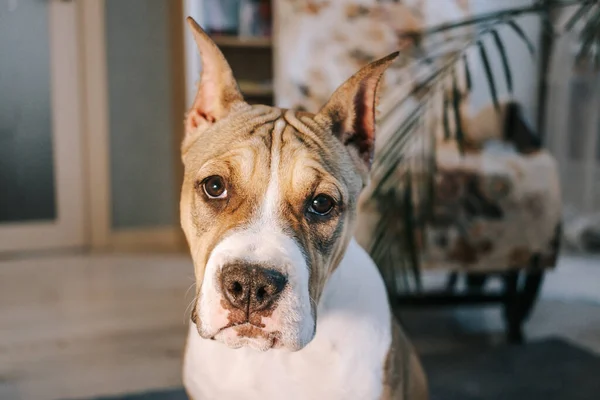 Amerikansk Staffordshire Terrier Valp Hemma Porträtt Närbild Begreppet Att Hålla — Stockfoto