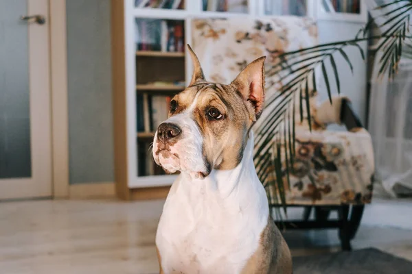 Amerikansk Staffordshire Terrier Valp Hemma Porträtt Närbild Begreppet Att Hålla — Stockfoto