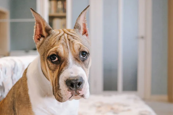 Amerikansk Staffordshire Terrier Valp Hemma Porträtt Närbild Begreppet Att Hålla — Stockfoto