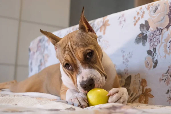 一只美国斯塔福德郡的小猎犬躺在沙发上吃着一个绿色的苹果 养宠物的概念 — 图库照片