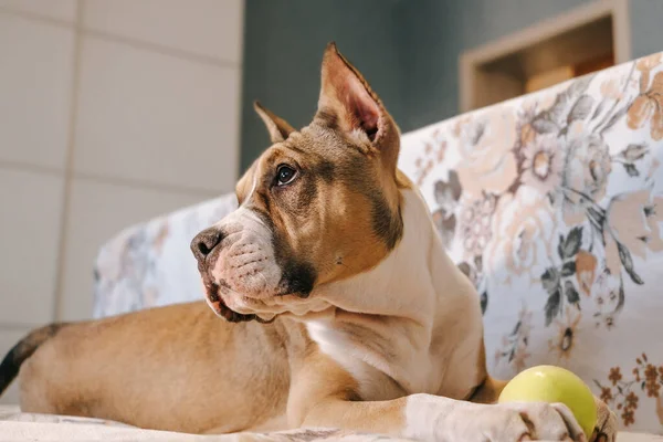 Cachorro Americano Staffordshire Terrier Encuentra Sofá Come Una Manzana Verde —  Fotos de Stock