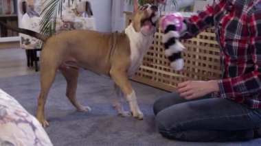 Amerikan Staffordshire Terrier köpeği bir oyuncağı çiğniyor. Yakın plan portre. Evde köpek besleme, evcil hayvan besleme fikri..