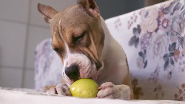 アメリカのスタッフォードシャー テリアの子犬がソファの上に寝そべって緑のリンゴを食べる 犬を家に閉じ込めるというコンセプト ペット — ストック動画