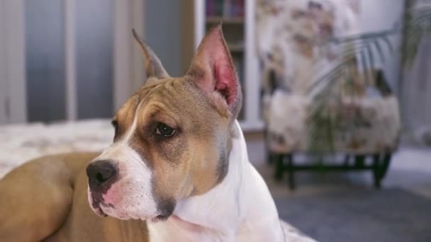 Chiot Américain Staffordshire Terrier Maison Gros Plan Sur Portrait Concept — Video