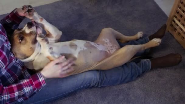 アメリカのスタッフォードシャー テリアの子犬と女性が部屋の床に座っています 犬やペットを家に入れるという考え方 — ストック動画