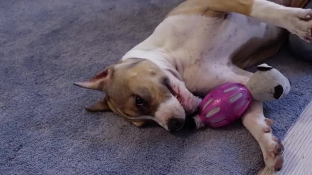 American Staffordshire Terrier Welpen Kauen Auf Einem Spielzeug Porträt Aus — Stockvideo