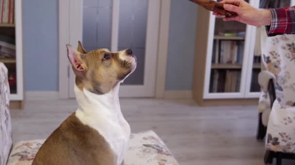 自宅でアメリカのスタッフォードシャー テリアの子犬 肖像画のクローズアップ 犬を家に閉じ込めるというコンセプト ペット — ストック動画