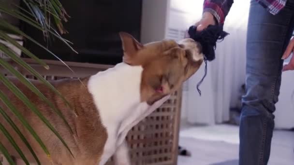 アメリカン スタッフォードシャー テリアの子犬がおもちゃで噛む クローズアップ肖像画 犬やペットを家に入れるという考え方 — ストック動画