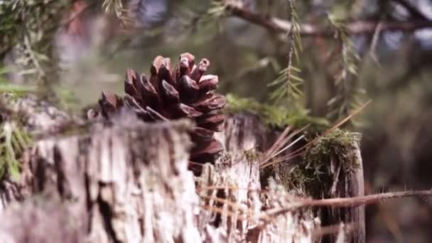 Kottarna Ligger Stubbe Skogen Begreppet Vår Sommar Natur Ekologi Miljö — Stockvideo