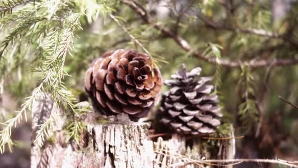 Coni Giacciono Ceppo Nella Foresta Concetto Primavera Estate Natura Ecologia — Video Stock