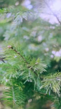 Ormanda kozalaklı bir dal var. Yakın plan. Parlak güneş ışığı. Bahar, doğa, çevre kavramı. Uyumlu renkler.